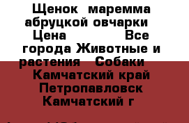 Щенок  маремма абруцкой овчарки › Цена ­ 50 000 - Все города Животные и растения » Собаки   . Камчатский край,Петропавловск-Камчатский г.